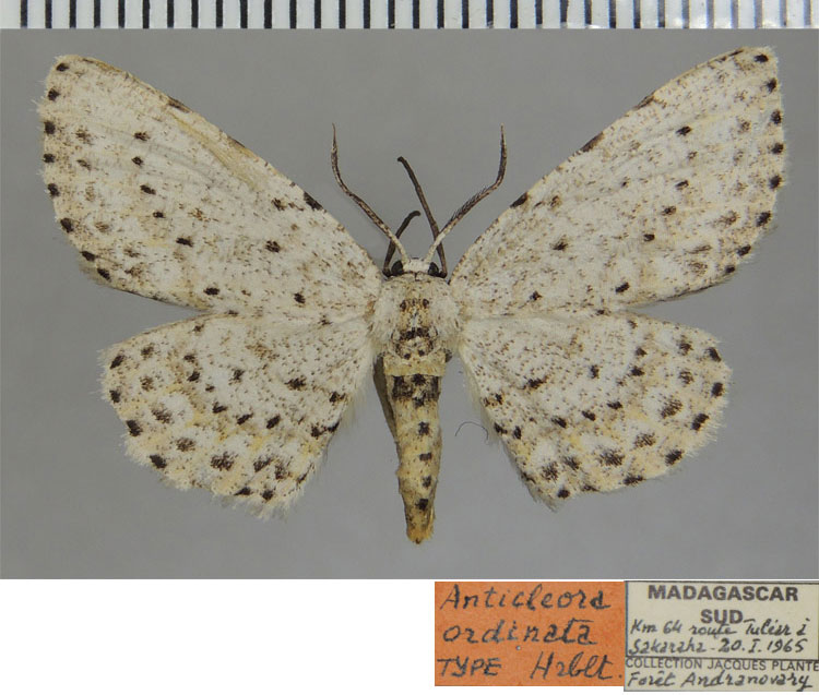 /filer/webapps/moths/media/images/O/ordinata_Anticleora_HT_ZSM.jpg