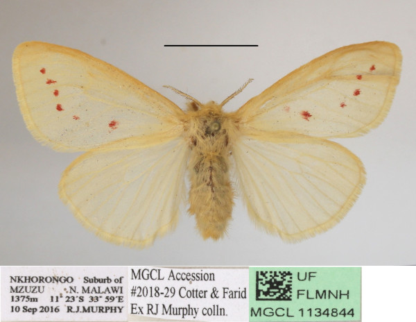 /filer/webapps/moths/media/images/O/ordinata_Laelia_AF_MGCLa_01.JPG