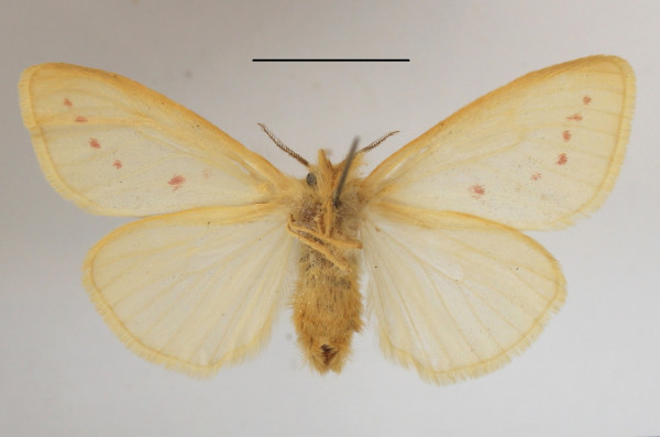 /filer/webapps/moths/media/images/O/ordinata_Laelia_AF_MGCLb_01.JPG