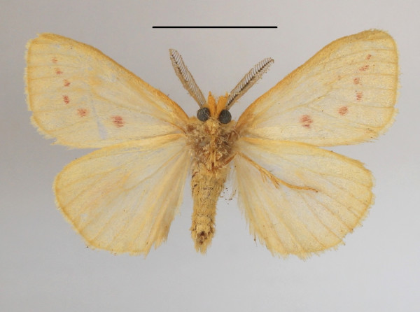 /filer/webapps/moths/media/images/O/ordinata_Laelia_AM_MGCLb_02.JPG