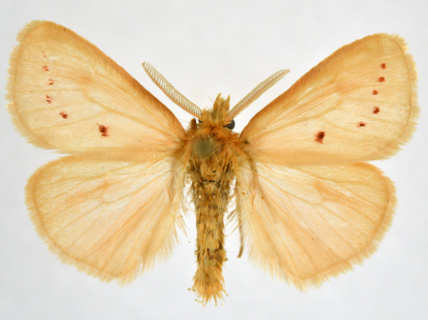 /filer/webapps/moths/media/images/O/ordinata_Laelia_AM_NHMO.jpg