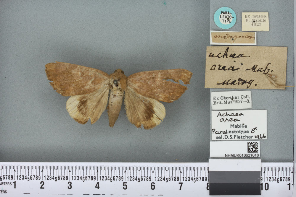 /filer/webapps/moths/media/images/O/orea_Achaea_PLT_BMNHa.jpg