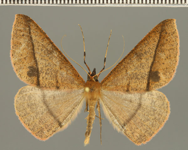 /filer/webapps/moths/media/images/O/oreades_Conolophia_AM_Fiebig.jpg