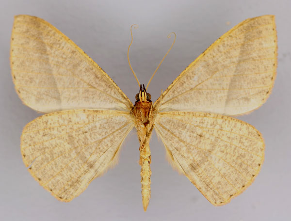 /filer/webapps/moths/media/images/O/oreades_Conolophia_HT_ZSM_02.jpg