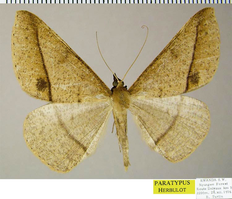 /filer/webapps/moths/media/images/O/oreades_Conolophia_PTM_ZSM.jpg