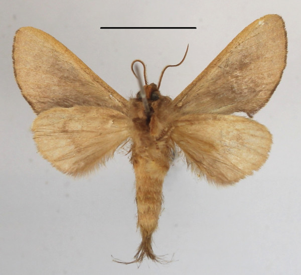 /filer/webapps/moths/media/images/O/oreas_Scalmicauda_A_MGCLb_01.JPG