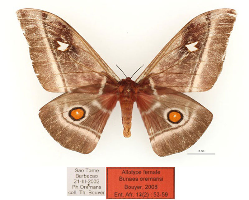 /filer/webapps/moths/media/images/O/oremansi_Bunaea_AT_RBINSa.jpg