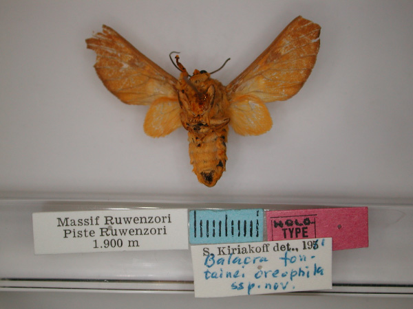 /filer/webapps/moths/media/images/O/oreophila_Balacra_HT_RMCA_02.jpg