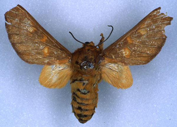 /filer/webapps/moths/media/images/O/oreophila_Balacra_HT_RMCA_03.jpg