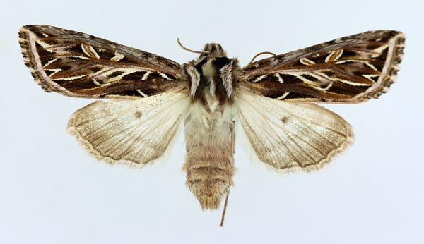 /filer/webapps/moths/media/images/O/orestera_Chiripha_AF_ISEA.jpg