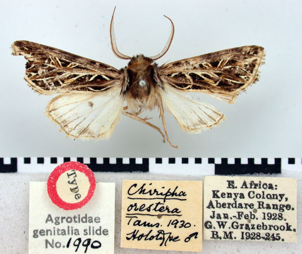 /filer/webapps/moths/media/images/O/orestera_Chiripha_HT_BMNH.jpg