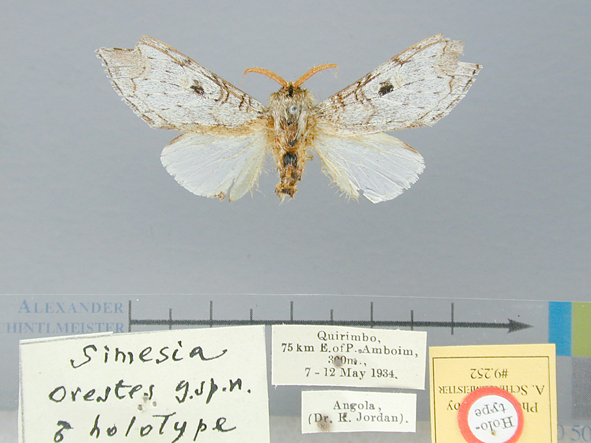 /filer/webapps/moths/media/images/O/orestes-Afroplitis-9252_HT_Angola_P4YwB7G.jpg