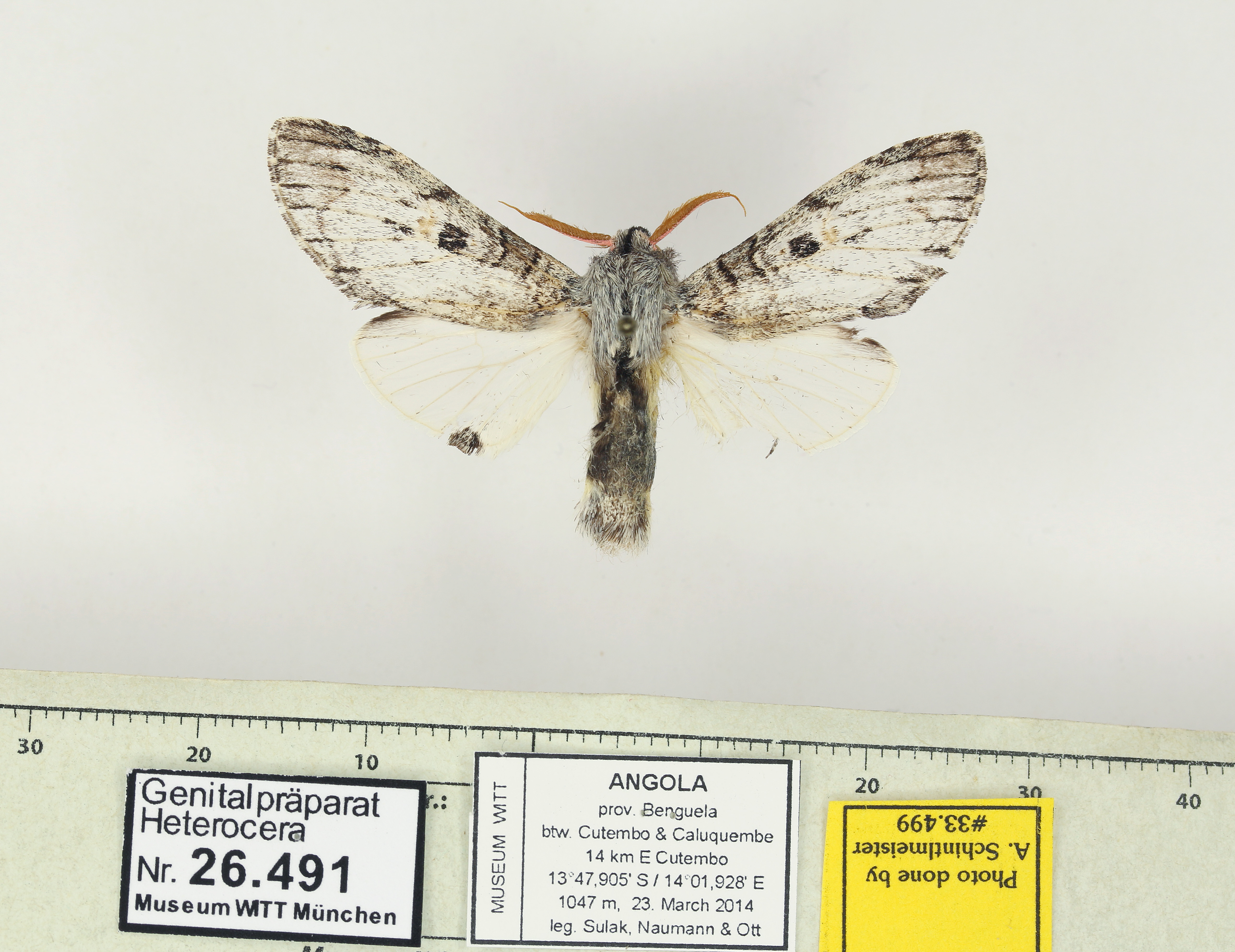 /filer/webapps/moths/media/images/O/orestes-Afroplitis-W26491-33499-Angola_cmFEcEs.jpg