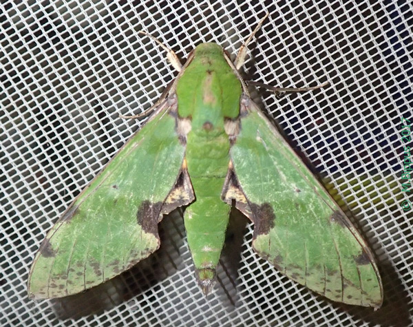 /filer/webapps/moths/media/images/O/orhanti_Euchloron_A_Bippus.jpg