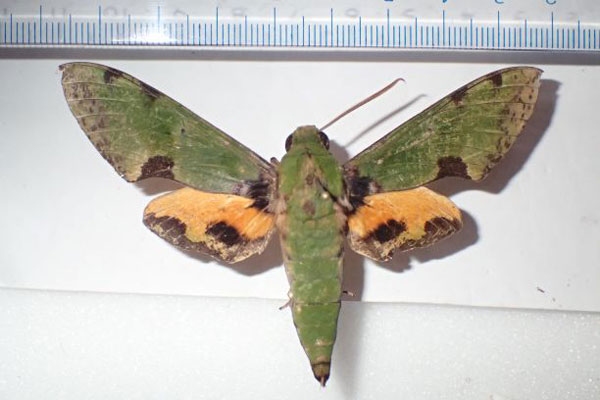 /filer/webapps/moths/media/images/O/orhanti_Euchloron_A_Bippus_02.jpg