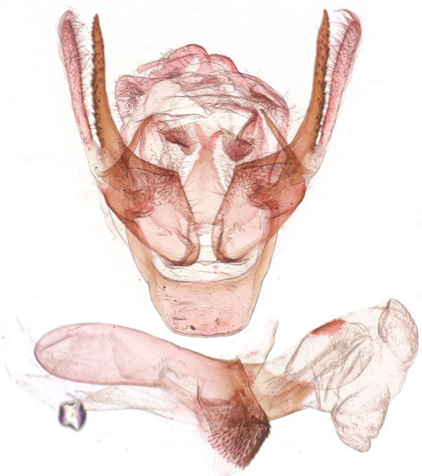/filer/webapps/moths/media/images/O/oriaula_Sesamia_GMHT_NHMUK_FMj2qRD.jpg