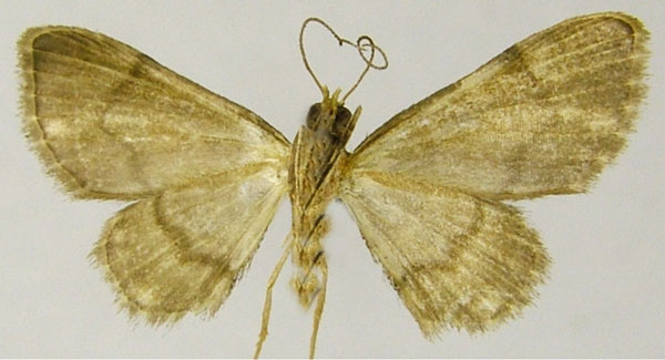 /filer/webapps/moths/media/images/O/oribiensis_Gymnoscelis_HT_ZSMb.jpg