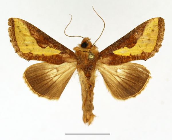 /filer/webapps/moths/media/images/O/orichalcea_Thysanoplusia_AM_Basquin.jpg