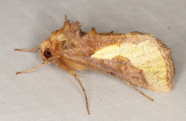 /filer/webapps/moths/media/images/O/orichalcea_Thysanoplusia_A_Heyns_01.jpg