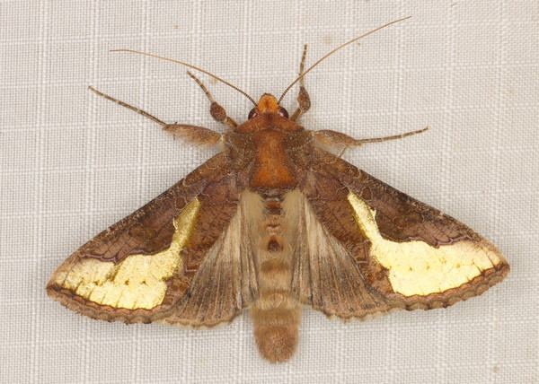 /filer/webapps/moths/media/images/O/orichalcea_Thysanoplusia_A_Heyns_02.jpg