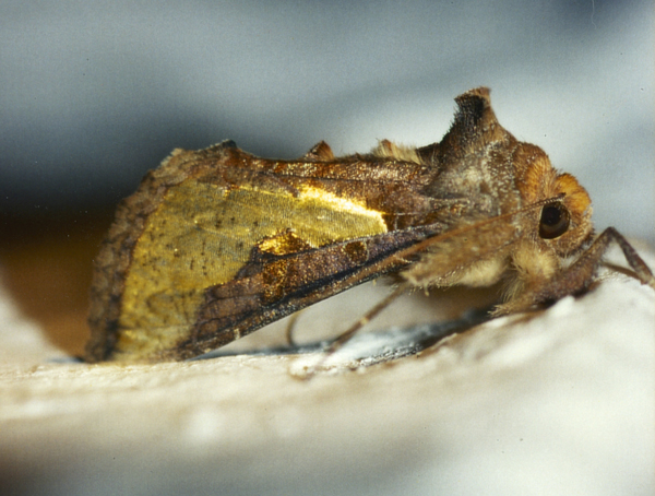 /filer/webapps/moths/media/images/O/orichalcea_Thysanoplusia_A_Roland_01.jpg