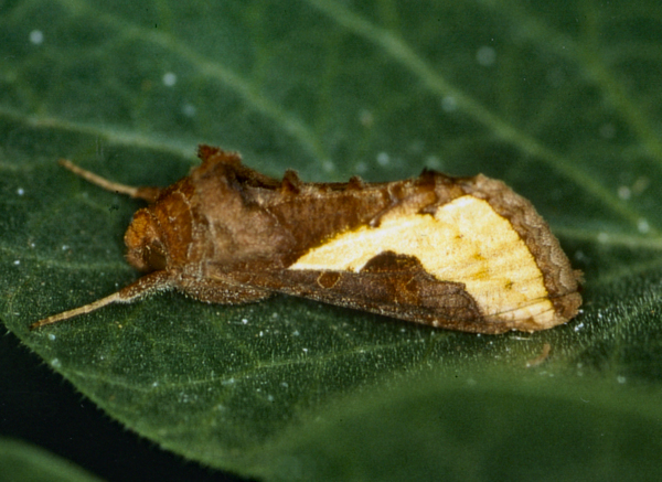 /filer/webapps/moths/media/images/O/orichalcea_Thysanoplusia_A_Roland_01_XJEhI2R.jpg