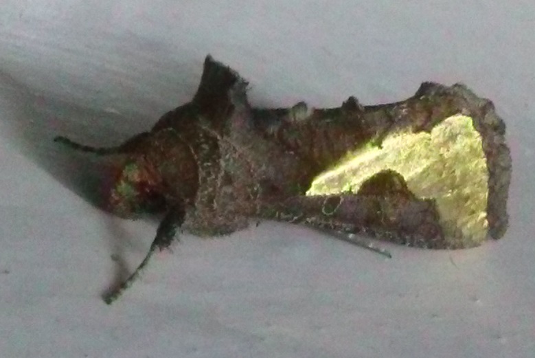 /filer/webapps/moths/media/images/O/orichalcea_Trichoplusia_A_Haba_01.jpg