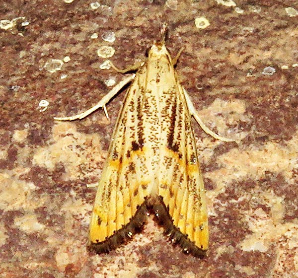 /filer/webapps/moths/media/images/O/orichalcociliella_Chilo_A_Braun_03.jpg
