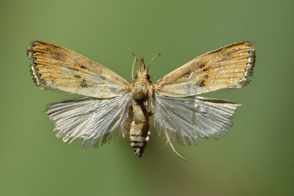 /filer/webapps/moths/media/images/O/orichalcociliella_Chilo_A_Butler.jpg