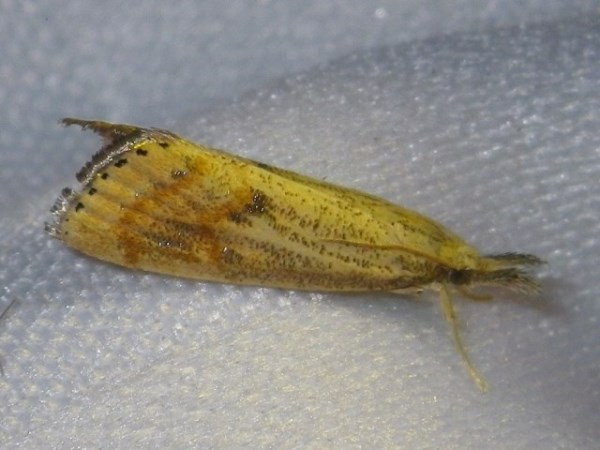 /filer/webapps/moths/media/images/O/orichalcociliella_Chilo_A_Liebenberg.jpg