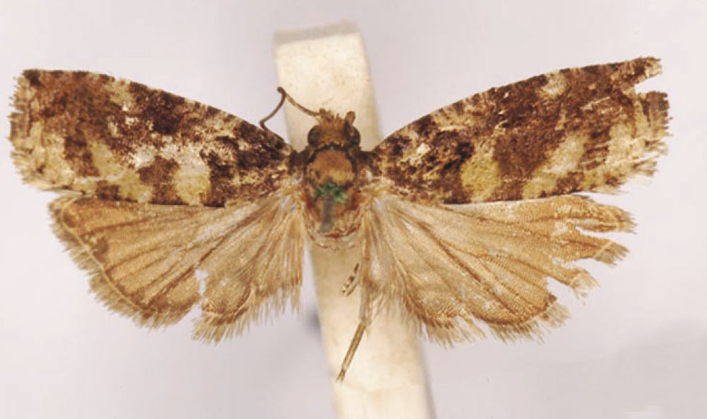 /filer/webapps/moths/media/images/O/orichlora_Argyroploce_LT_SAMC.jpg