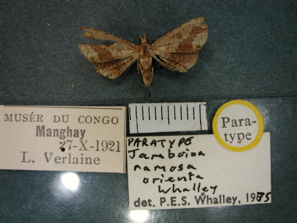 /filer/webapps/moths/media/images/O/orienta_Jamboina_PT_RMCA_01.jpg