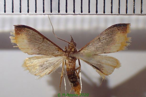 /filer/webapps/moths/media/images/O/orientalalis_Clupeosoma_A_Bippus.jpg