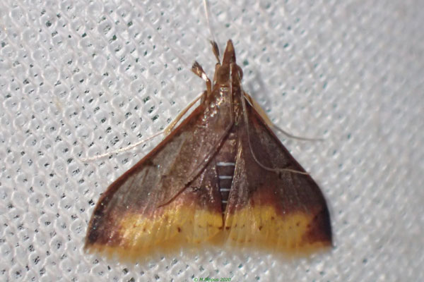 /filer/webapps/moths/media/images/O/orientalalis_Clupeosoma_A_Bippus_02.jpg