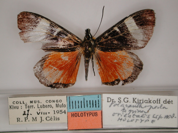 /filer/webapps/moths/media/images/O/orientalis_Aegocera_HT_RMCA_01.jpg