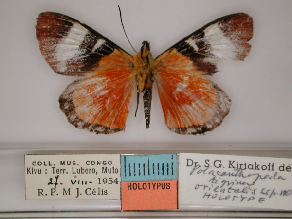 /filer/webapps/moths/media/images/O/orientalis_Aegocera_HT_RMCA_02.jpg