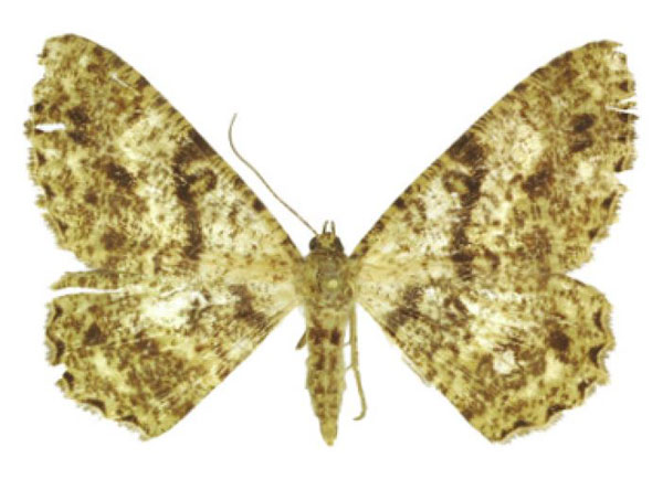 /filer/webapps/moths/media/images/O/orientalis_Afroracotis_PTF_ANHRT.jpg