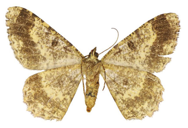 /filer/webapps/moths/media/images/O/orientalis_Afroracotis_PTF_ANHRTb.jpg