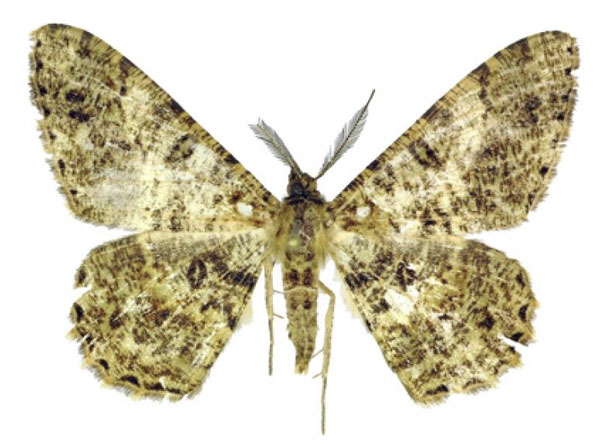 /filer/webapps/moths/media/images/O/orientalis_Afroracotis_PTM_ANHRT.jpg