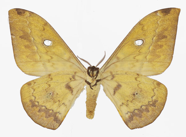 /filer/webapps/moths/media/images/O/orientalis_Aurivillius_AF_Basquinb.jpg
