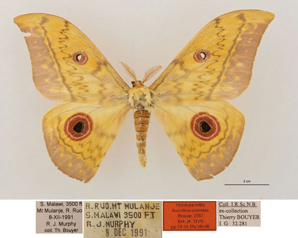 /filer/webapps/moths/media/images/O/orientalis_Aurivillius_HT_RBINS_01.jpg