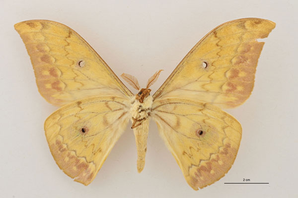 /filer/webapps/moths/media/images/O/orientalis_Aurivillius_HT_RBINS_02.jpg