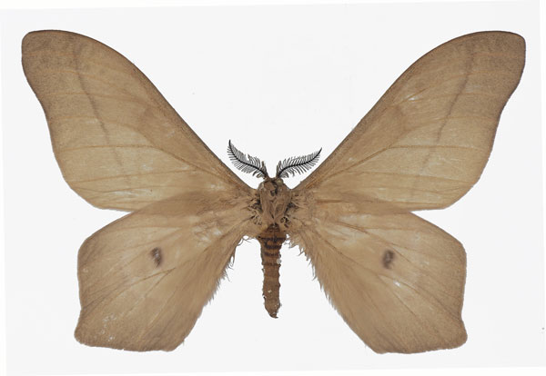 /filer/webapps/moths/media/images/O/orientalis_Cirina_AM_Basquin_01.jpg