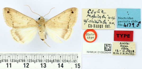 /filer/webapps/moths/media/images/O/orientalis_Clytie_HT_BMNH.jpg