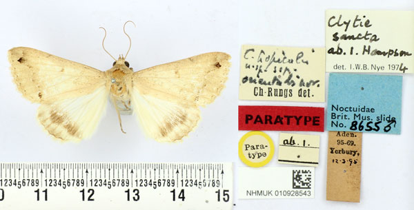 /filer/webapps/moths/media/images/O/orientalis_Clytie_PT_BMNH.jpg