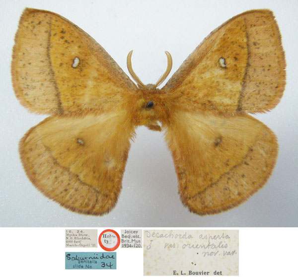 /filer/webapps/moths/media/images/O/orientalis_Decachorda_HT_NHMUKa.jpg