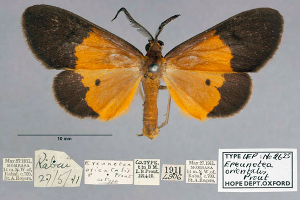 /filer/webapps/moths/media/images/O/orientalis_Ereunetea_PT_OUMNH_01.jpg