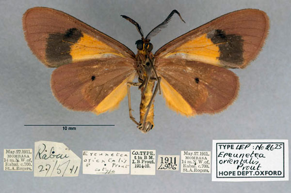 /filer/webapps/moths/media/images/O/orientalis_Ereunetea_PT_OUMNH_02.jpg