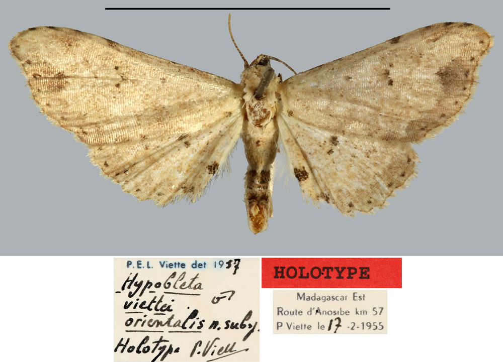 /filer/webapps/moths/media/images/O/orientalis_Hypobleta_HT_MNHN.jpg