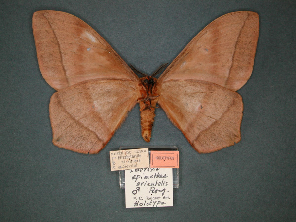 /filer/webapps/moths/media/images/O/orientalis_Imbrasia_HT_RMCA_02.jpg